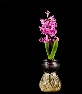 Forcing a hyacinth bulb Paul VanDerWerf / flickr Forcing a hyacinth bulb Paul VanDerWerf / flickr