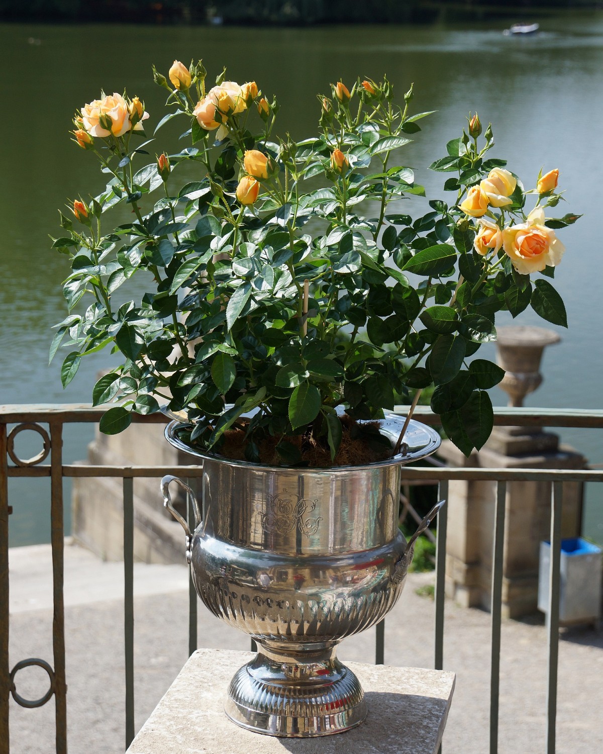 How Can You Turn Your Balcony or Porch into a Container Rose Garden? |  Networx