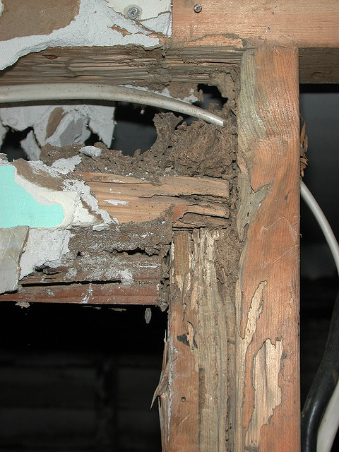 termites wall