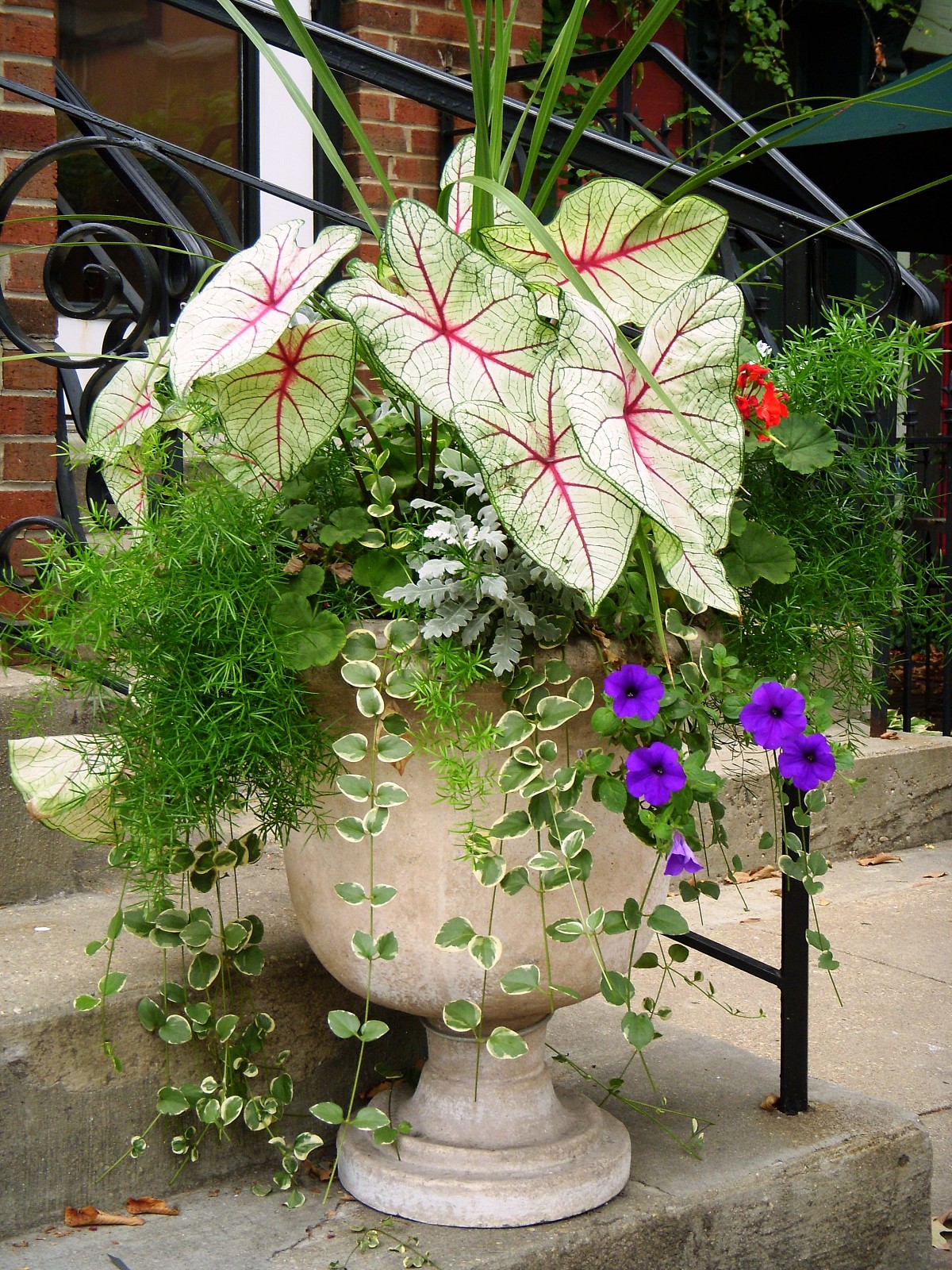 buy strawberry plants 20-Ever bearing Strawberry Plants Where to Buy Near Me Buy Best $1.50 ea