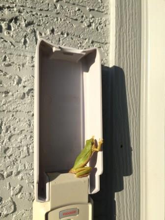 frog on garage door keypad by Todd Van Hoosear / flickr frog on garage door keypad by Todd Van Hoosear / flickr