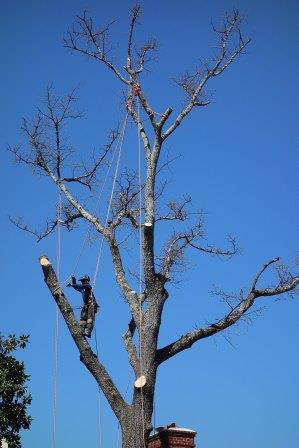 Professional tree removal Daderot / CC0 