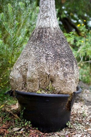 Time to repot George Grinstead / flickr Time to repot George Grinstead / flickr