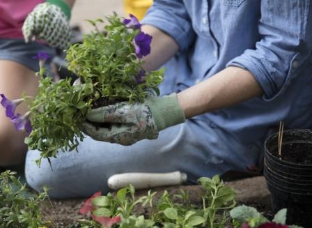Planting petunias/courtesy of Scotts Miracle-Gro