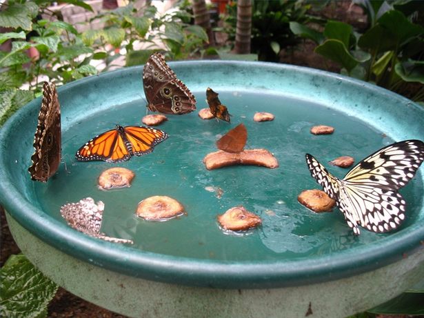 Butterfly feeder and photo by BrightNest via Hometalk.com. Butterfly feeder and photo by BrightNest via Hometalk.com.