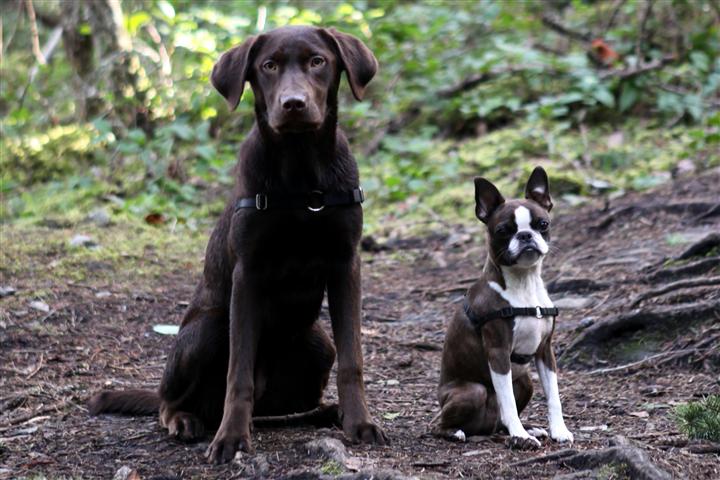 Photo of dogs in a garden by Garden Therapy via Hometalk.com. Photo of dogs in a garden by Garden Therapy via Hometalk.com.
