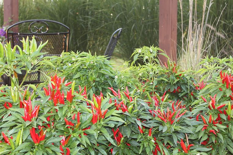 Hot peppers and photo by Old World Garden Farms via Hometalk.com. Hot peppers and photo by Old World Garden Farms via Hometalk.com.