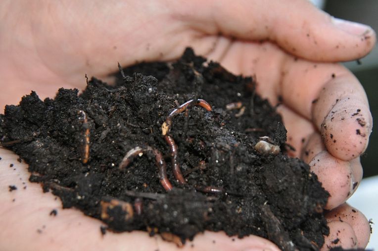 Worm compost and photo by Barb Rosen via Hometalk.com. Worm compost and photo by Barb Rosen via Hometalk.com.