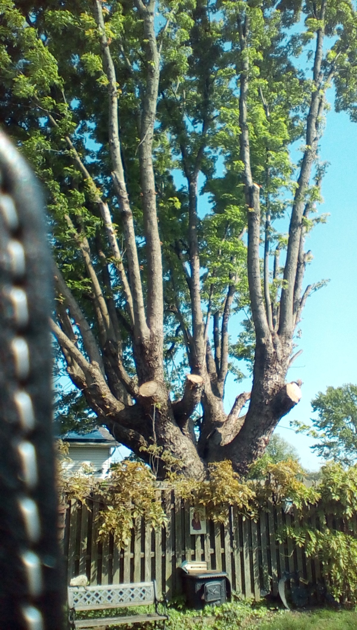 Huge maple was hanging over my property line Huge maple was hanging over my property line