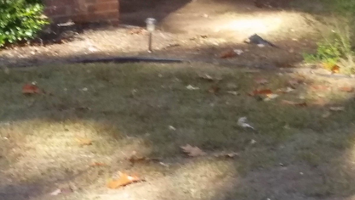 BEFORE Yard full of leaves and mess