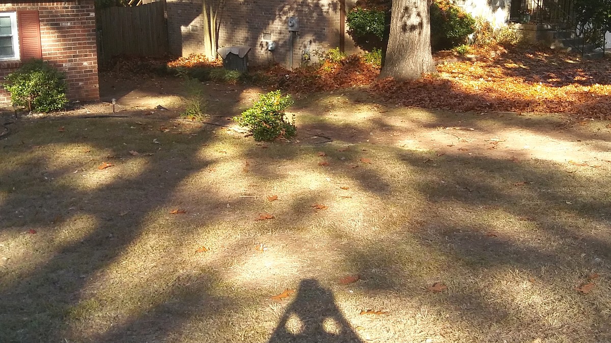 Yard cleared of leaves and branches