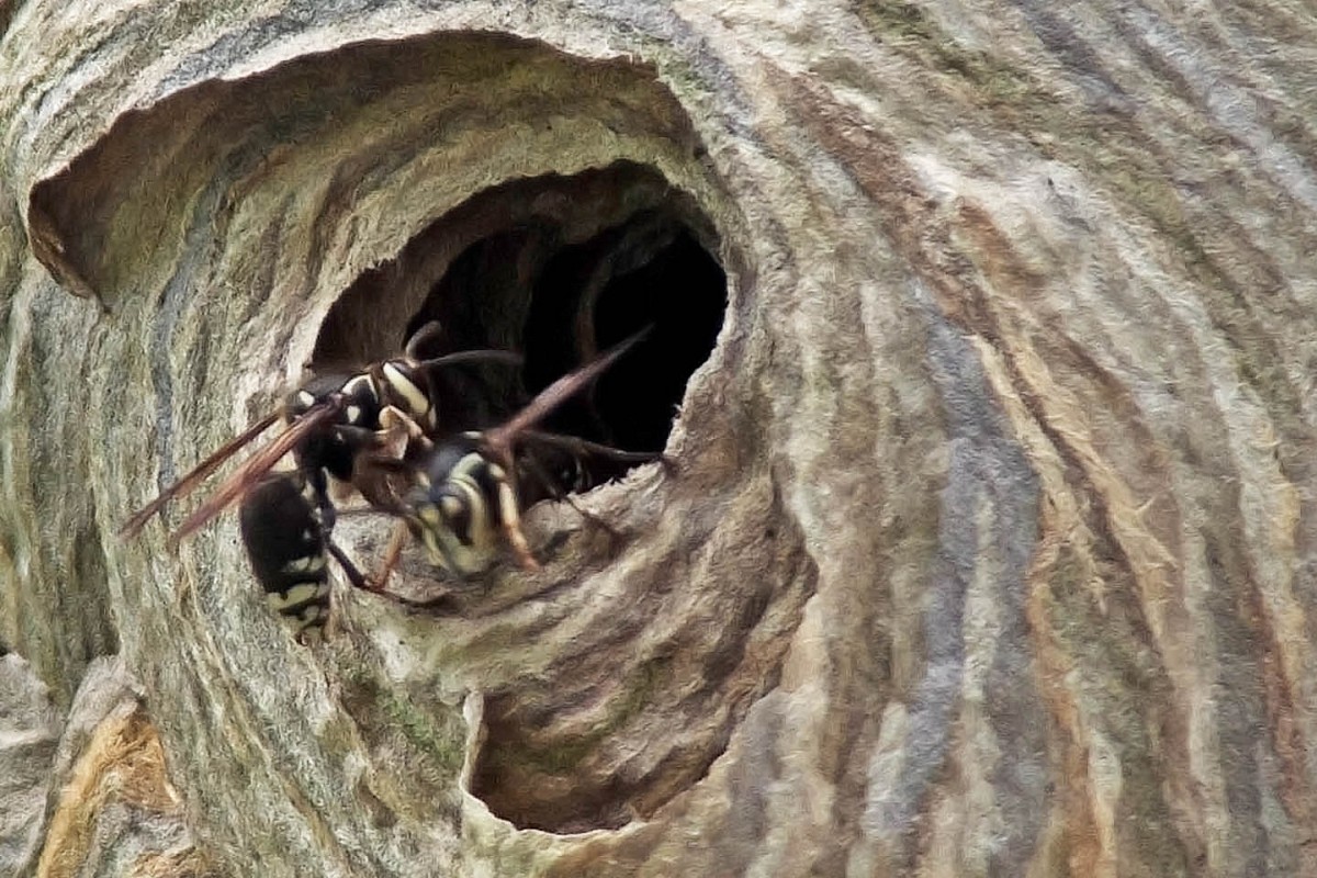 Paper wasp nest Paper wasp nest