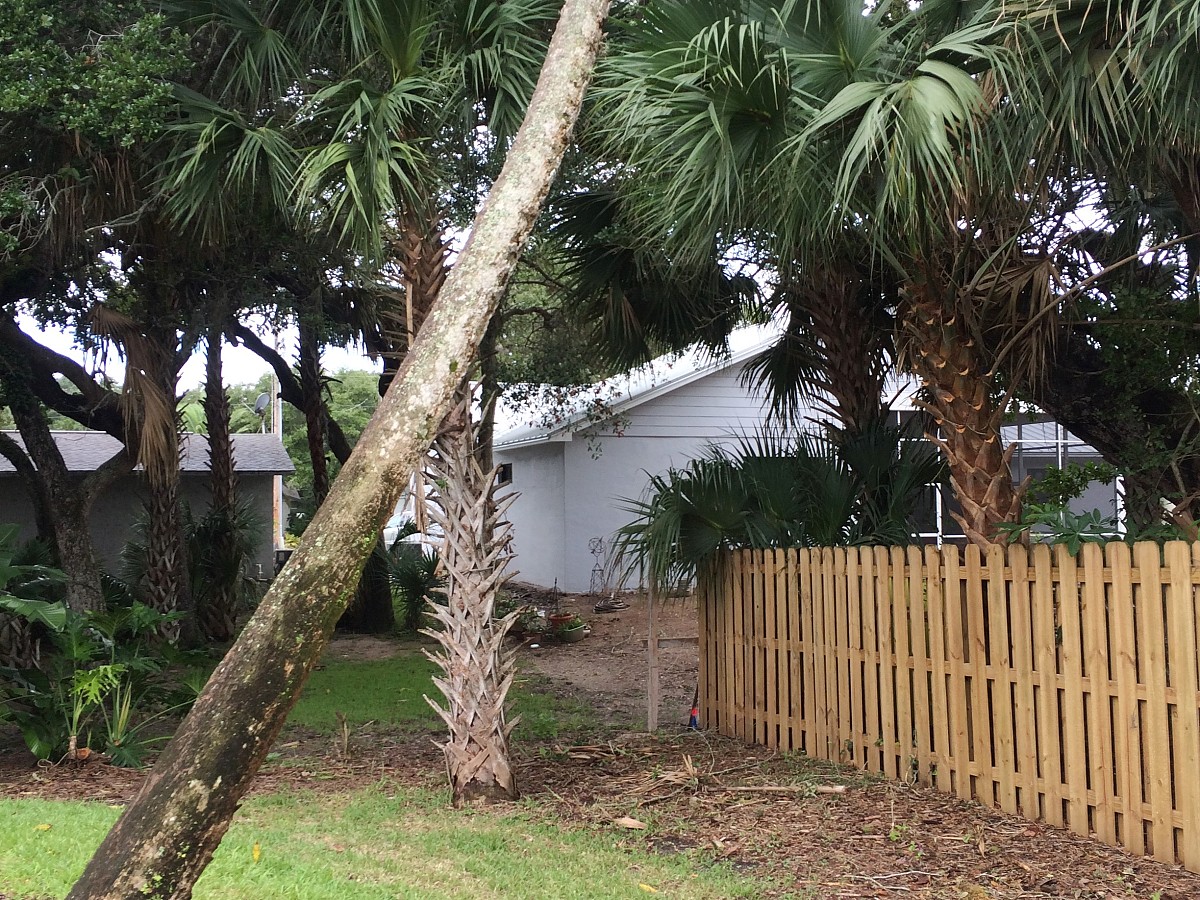 That pine tree had to go