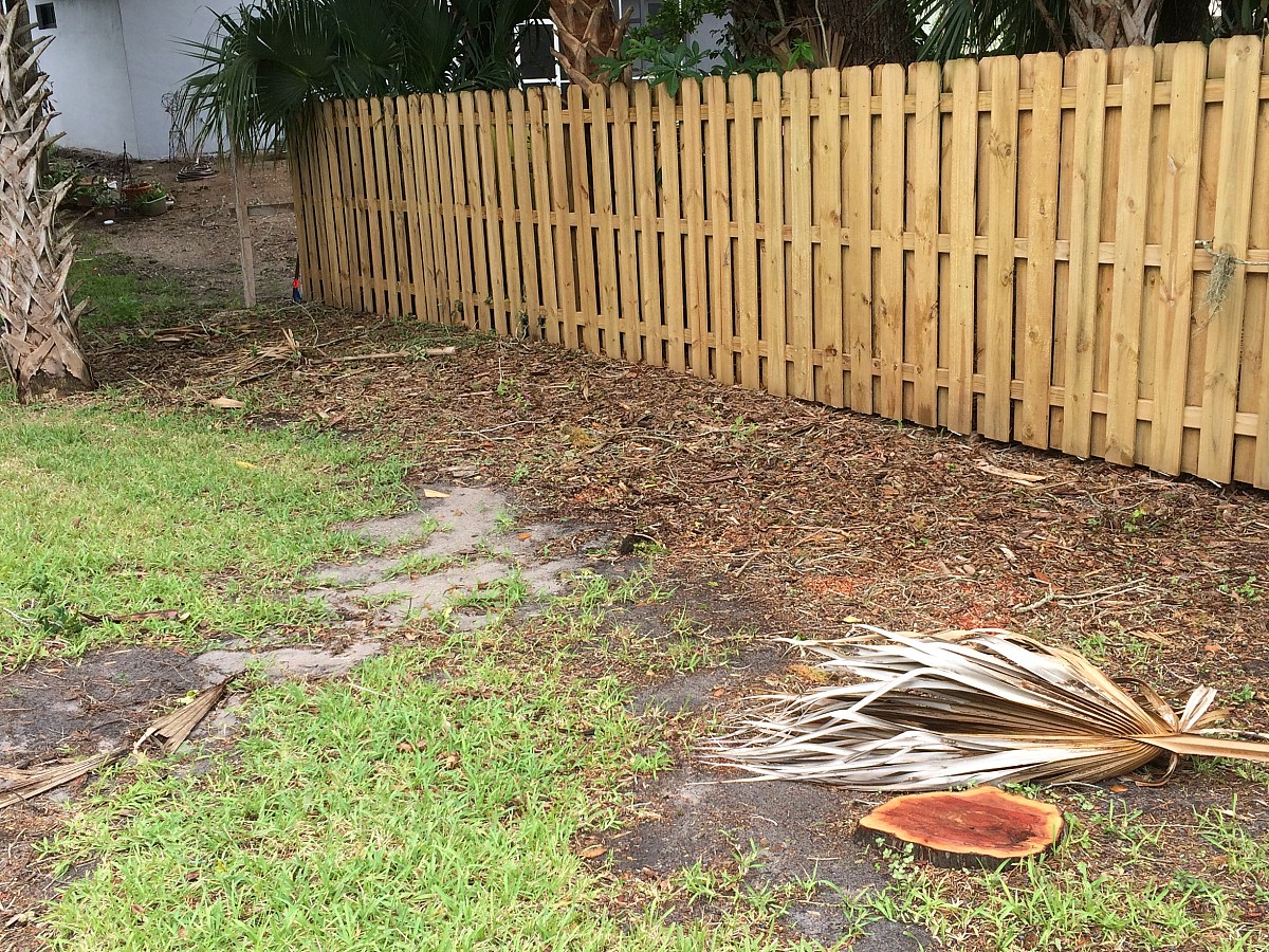 AFTER Tree removal site 