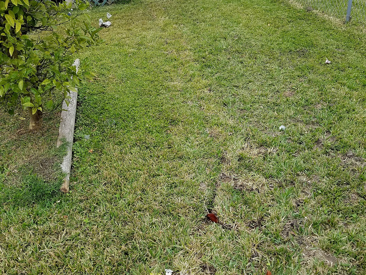 Yard after gas line replacement Yard after gas line replacement