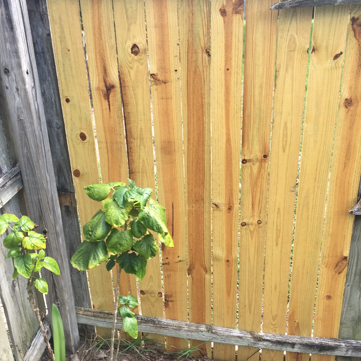 Handyman had to replace fence planks