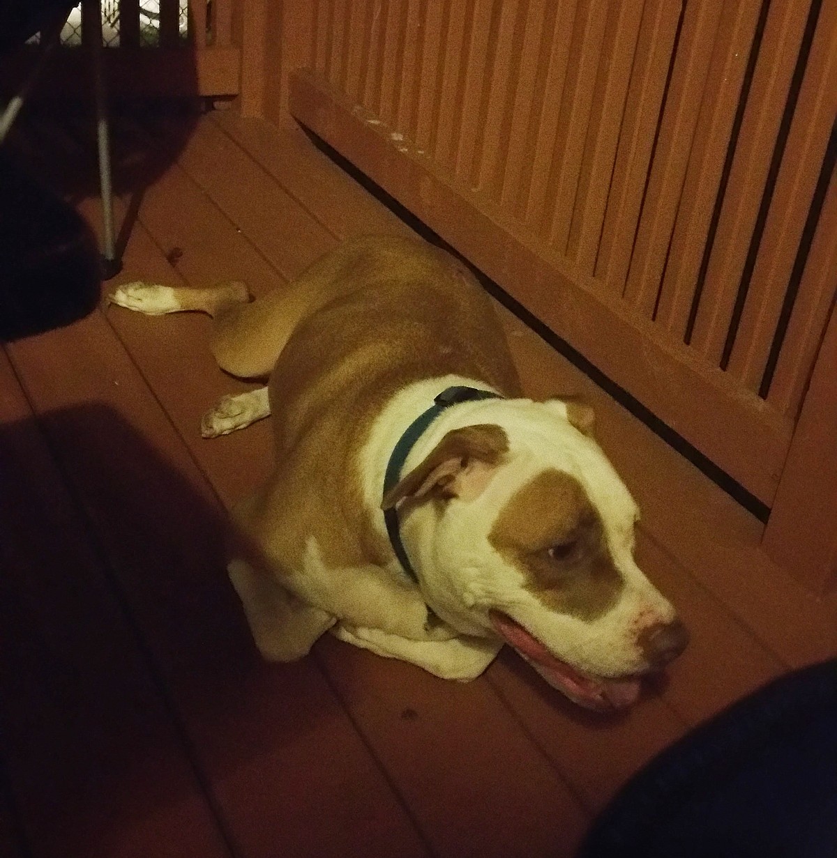 Even our dog was too hot indoors