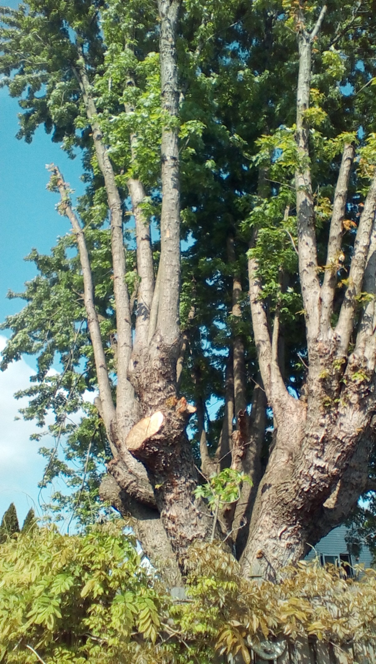 Large tree after professional trim Large tree after professional trim