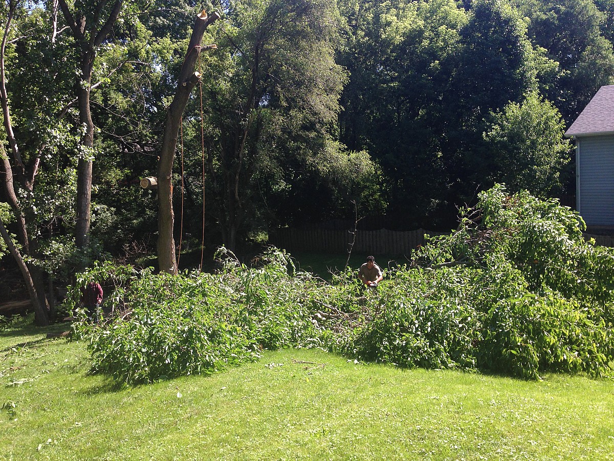 Tree service crew with my huge mulberry Tree service crew with my huge mulberry