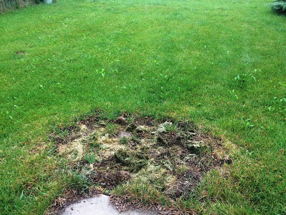 Ash tree removal site Ash tree removal site