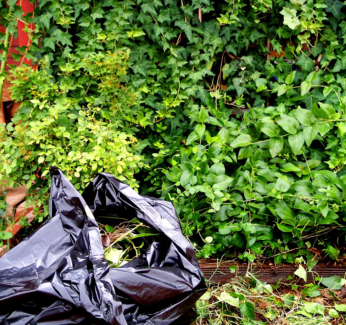 Yard cleanup Yard cleanup
