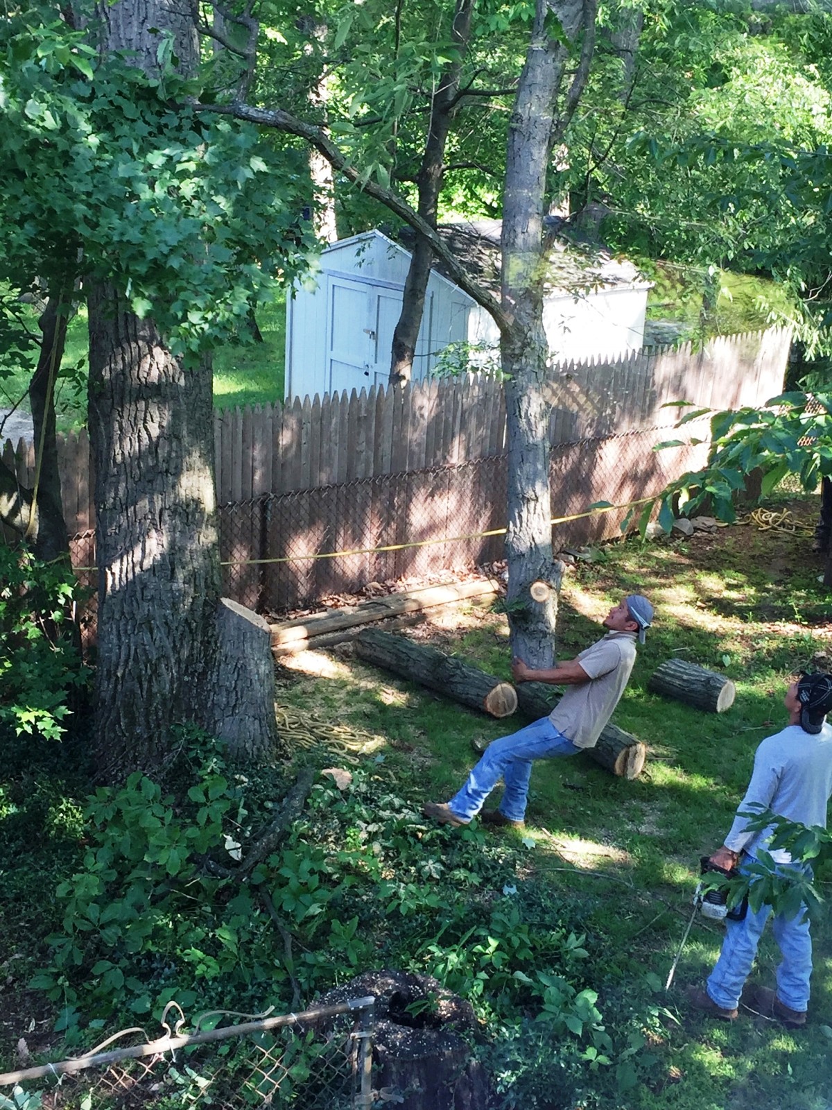 Hardworking tree removal crew