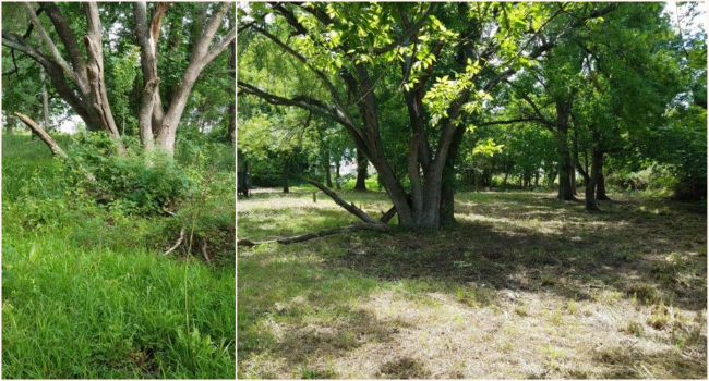 Grass mowed & trees trimmed
