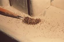 tobacco dust for termites Are these termites? I cleaned up the and a few hours later it was back. : r/pestcontrol What Are Drywood Termites? |