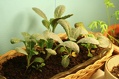 monstera mint for sale 6" Monstera adansonii variegated 'Mint'  Canopy Plant Co