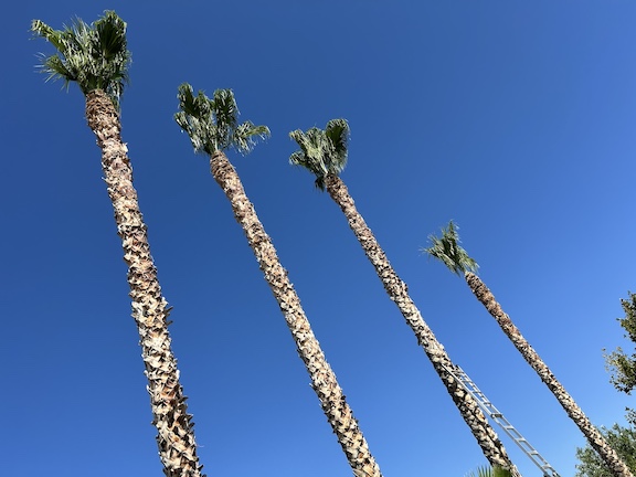Tree Rite Arborists Lancaster, CA, 93536 | Networx