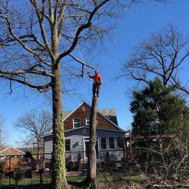 Evolution Tree Service West Palm Beach, FL, 33414 | Networx